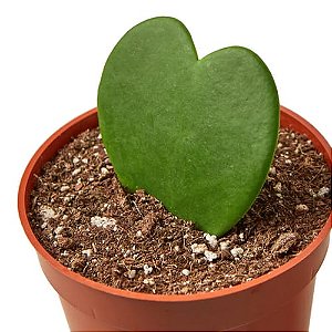 Suculenta Hoya Coração, Flor De Cera Pote 11cm Branco