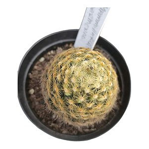 Cacto Mammillaria Schiedeana  9cm Creme