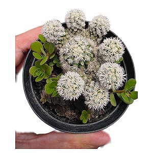 Planta Cacto Mammillaria Gracilis Arizona Snowcap Pote 9