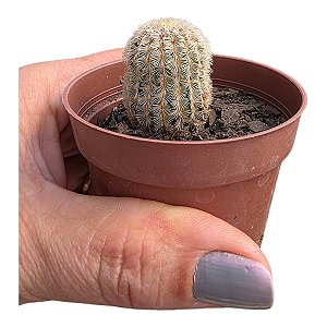 Echinocereus Rubispinus (cacto Arco Íris) - Pote 8