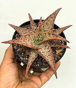 Planta Suculenta Aloe Pink Brusk