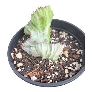 Euphorbia Lactea Cristata Variegata - Planta