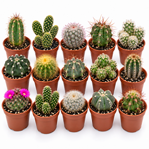 KIT 15 MINI CACTOS DIVERSOS