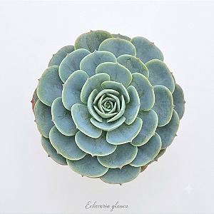 Suculenta Echeveria Glauca