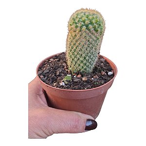 Cacto membro ou MAMMILLARIA SPINOSISSIMA