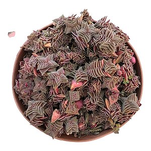 CRASSULA CAPITELLA SSP THYRSIFLORA PT 9