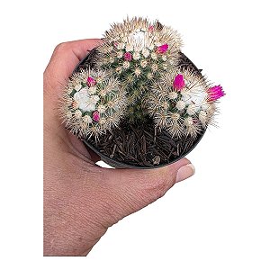 Cacto Mammilaria Gracillis cv. Texensis