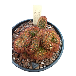 Cacto Cérebro Vermelho