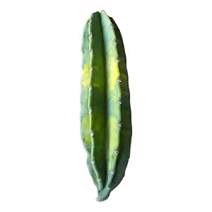 Cacto Brasileirinho - Corte De 30 Cm- SEM RAIZ