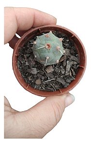 Planta Cacto Tephrocactus Articulatus