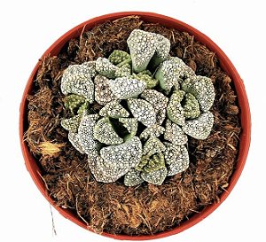 Suculenta TITANOPSIS CALCAREA