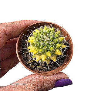 Cacto Mammillaria Marksiana pote 6 cm (pequeno)
