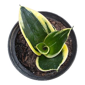 Planta Sansevieria 'Black Gold' (vaso 11 cm)