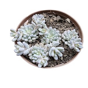 Planta Suculenta Graptoletum Blue Beans