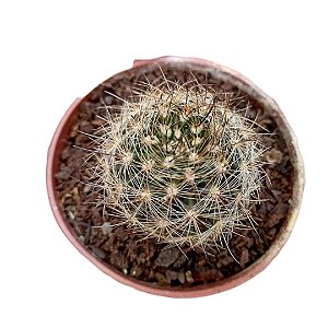 Cacto Neoporteria Sp pt 9cm