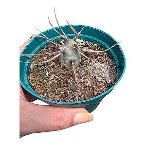 Planta Cacto TEPHROCACTUS PAPYRACANTHUS