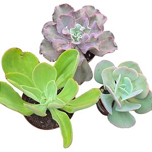 Kit Suculentas Hibridas Gigantes  3 GIBBIFLORAS