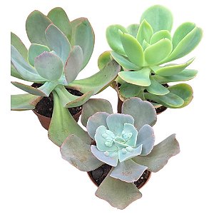 Kit Suculentas Hibridas Gigantes  3 GIBBIFLORAS