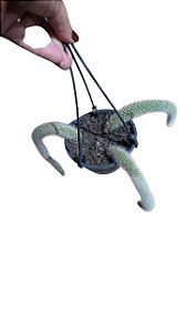 Cacto pendente Rabo de Macaco - Muda