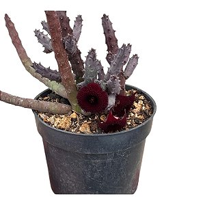 Suculenta Euphorbia Orbea Pendurata