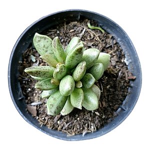 Suculenta Adromischus Jutae