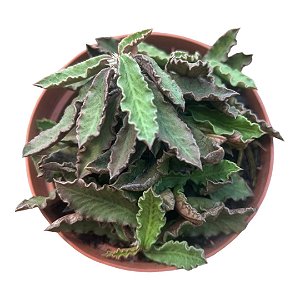 Suculenta Euphorbia Decaryi pote 11cm