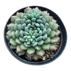 SUCULENTA ECHEVERIA SETOSA RUNDELLI