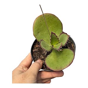 Suculenta Kalanchoe Synsepala pote 11 cm