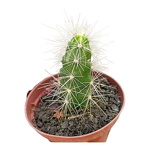 Cacto Echinocereus Cinerascens vaso 11cm