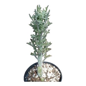 Planta Suculenta KLEINIA ARTICULATUS