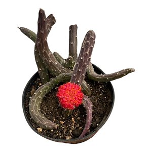 Planta Suculenta KLEINIA PENDULA