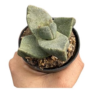 Suculenta exótica rara Pleiospilos Bolusii