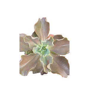 Planta Suculenta Gibiflora BG56