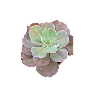 Planta Suculenta Gibiflora BG55