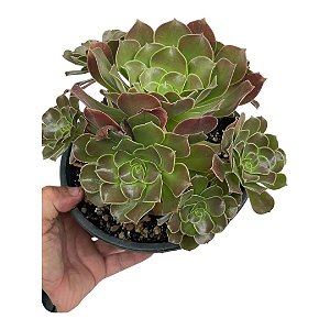 Planta Suculenta Aeonium 'Arboreum Arboreta"