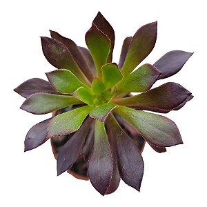 Suculenta Aeonium Arborium Púrpura