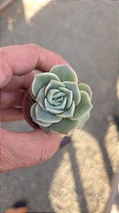 Suculenta Graptoveria Lovely Rose(pequena)