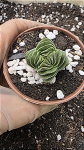 Planta Suculenta Crassula Templo de Buda pote 7 (pequena)