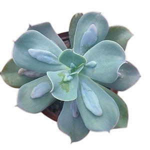 Suculenta Echeveria Carunculata pote 11