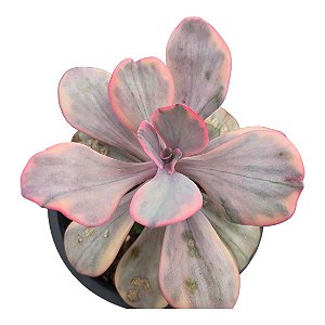 Planta Suculenta Echeveria Angel Wings"coleção"
