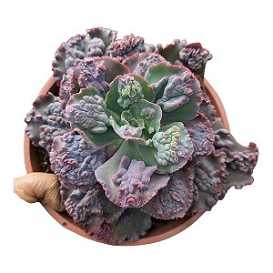 Planta Suculenta Gibiflora BG62