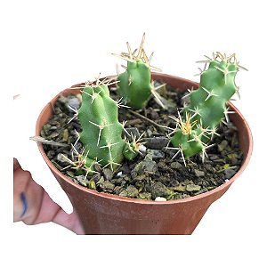 Cacto Rabo de Cão, Echinocereus Pentalophus
