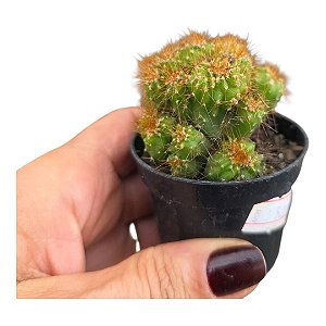 Suculenta Cacto Monstruoso /Cereus peruvianus