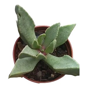 Odontophorus Nanus Flor Amarela - Suculenta