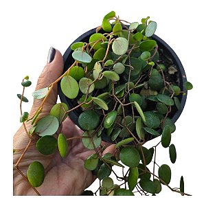 Suculenta Peperomia Pepperspot ou colar de moedas