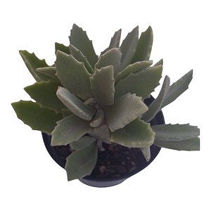 Planta Suculenta Kalanchoe Milotti