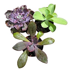 Kit Suculentas Hibridas Gigantes  3 GIBBIFLORAS