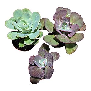 Kit Suculentas Hibridas Gigantes  3 GIBBIFLORAS
