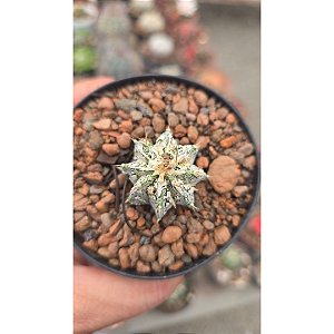 Cacto Astrophytum Myriostigma "Coleção "