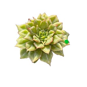 SUCULENTA ECHEVERIA TESLA(COREIA)(CORTE)